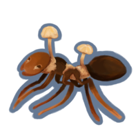 Ophiocordyceps Unilateralis